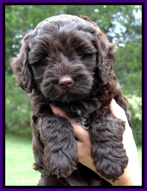 CB pups 6 wks old 8