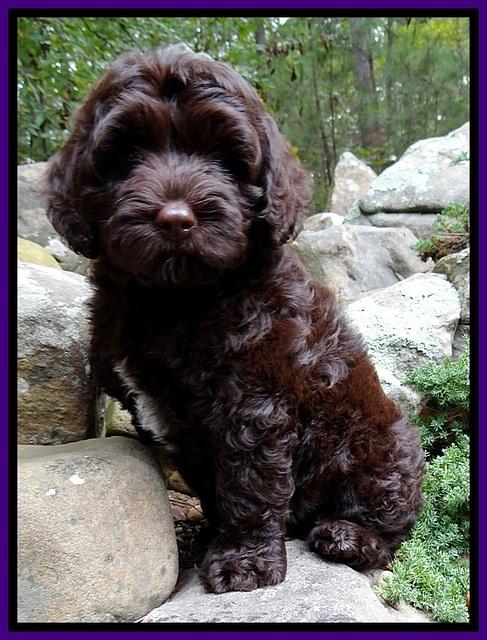 CB pups 8 wks old 36