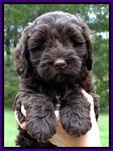 Cb pups 6 wks old 7