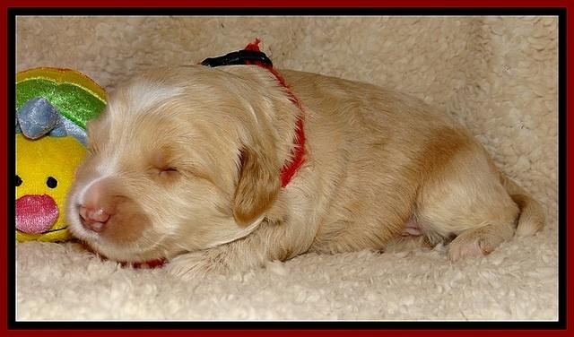 CB pups 2 wks old 15