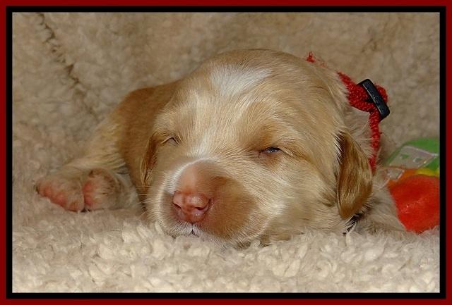 CB pups 2 wks old 16