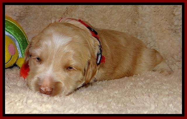 CB pups 2 wks old 20