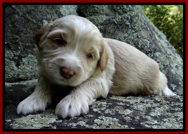 CB pups 3 wks old 10