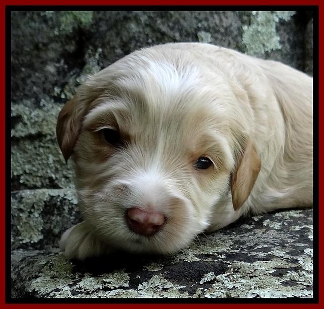 CB pups 3 wks old 19