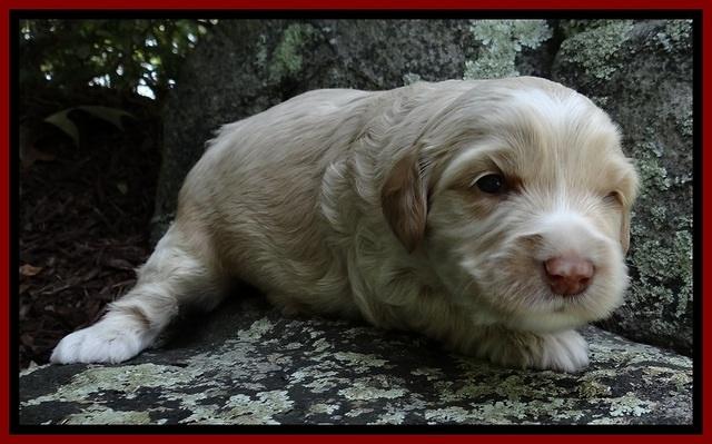CB pups 3 wks old 20