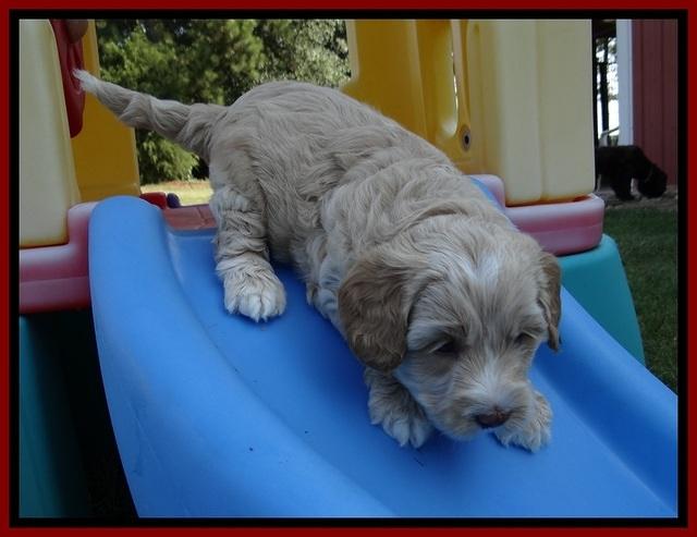 CB pups 5 wks old 16