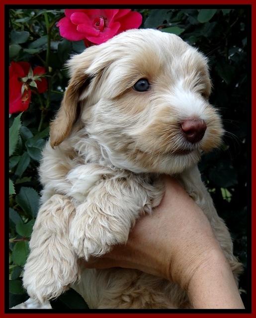 CB pups 6 wks old 2