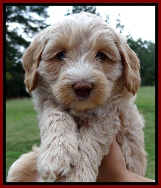 CB pups 6 wks old 27