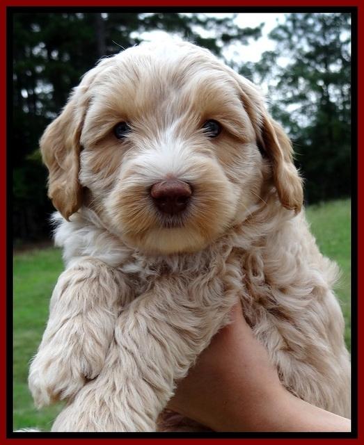 CB pups 6 wks old 28