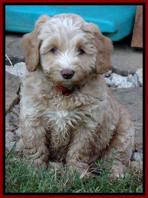 CB pups 7 wks old 14
