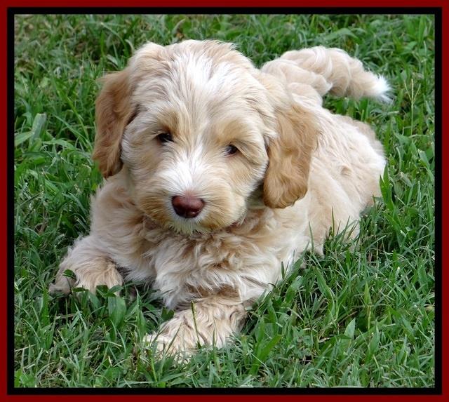 CB pups 7 wks old 3