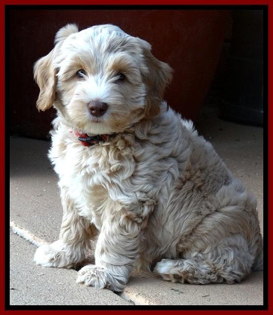 CB pups 7 wks old 54