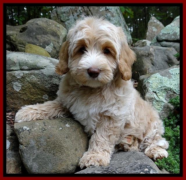 CB pups 8 wks old 30