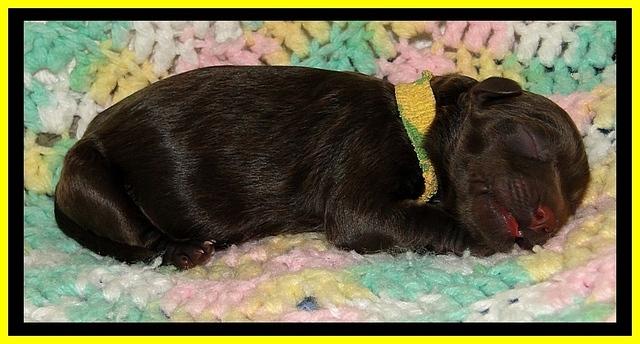 CB pups 1 day old 13