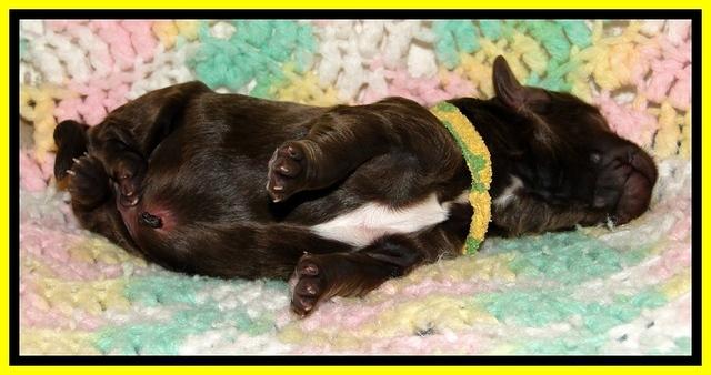 CB pups 1 day old 14