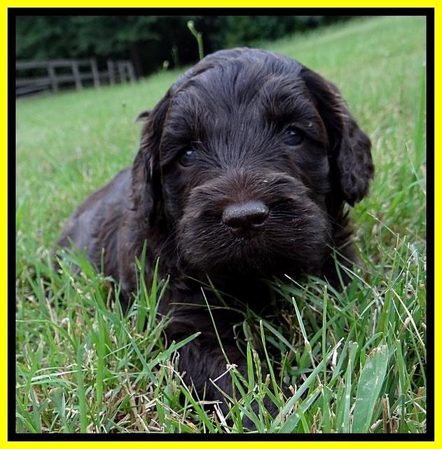 CB pups 4 wks old 20