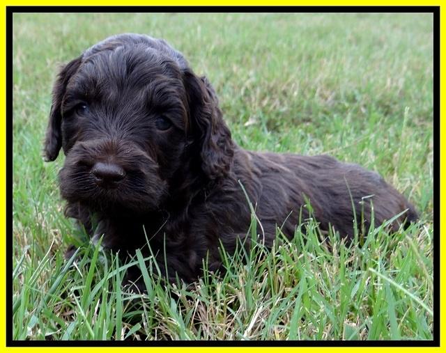 CB pups 4 wks old 21