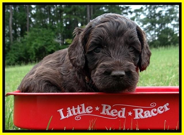 CB pups 4 wks old 22