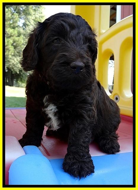 CB pups 5 wks old 28