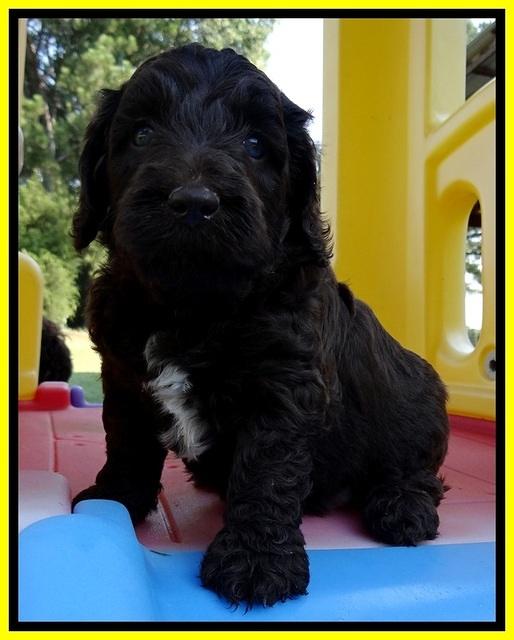 CB pups 5 wks old 29