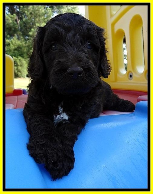 CB pups 5 wks old 30