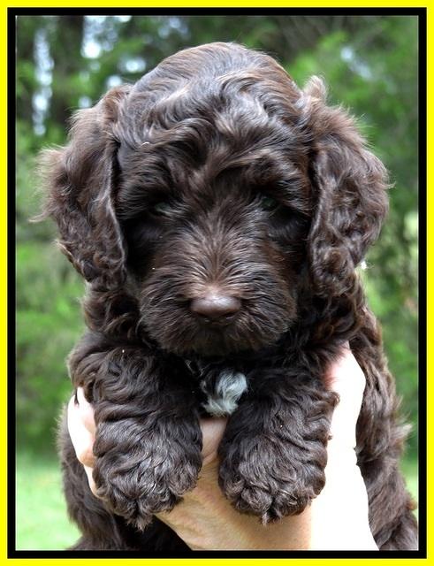 CB pups 6 wks old 16