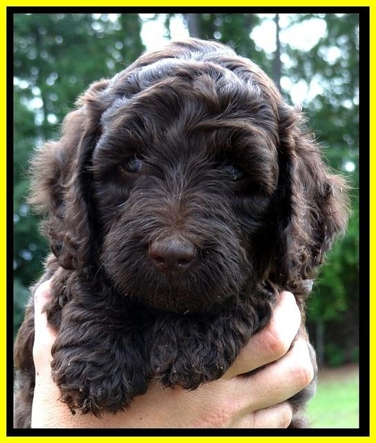 CB pups 6 wks old 25