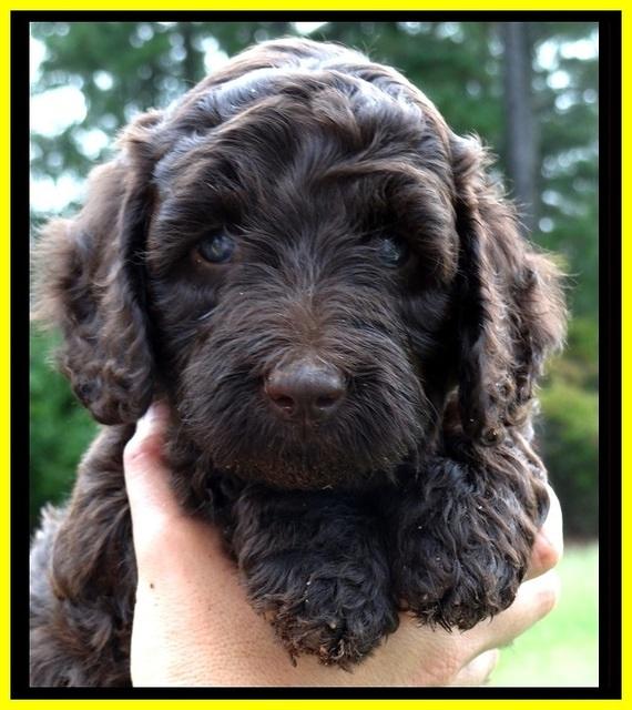 CB pups 6 wks old 26