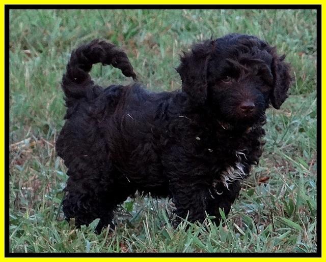 CB pups 7 wks old 10