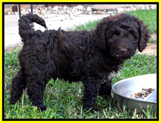 CB pups 7 wks old 17