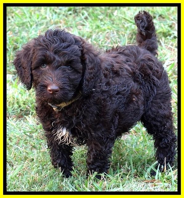 CB pups 7 wks old 49