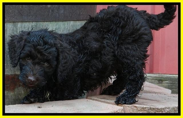 CB pups 7 wks old 50