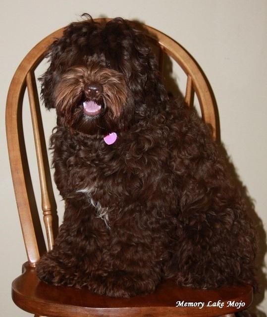 Mojo sit chair
