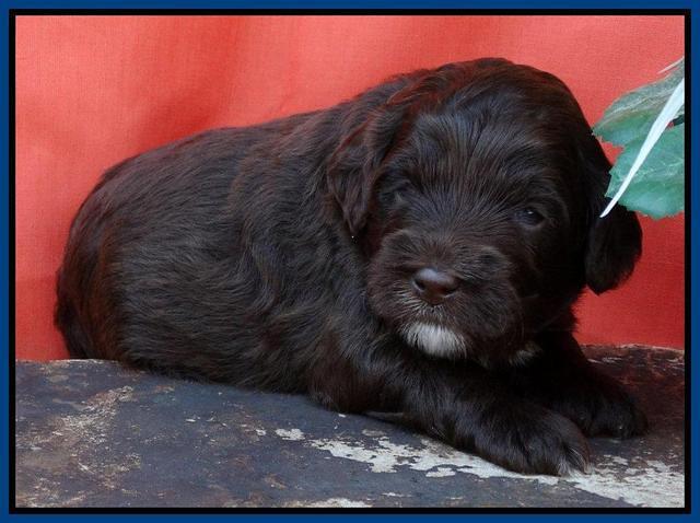 Blue 3 wks (107)