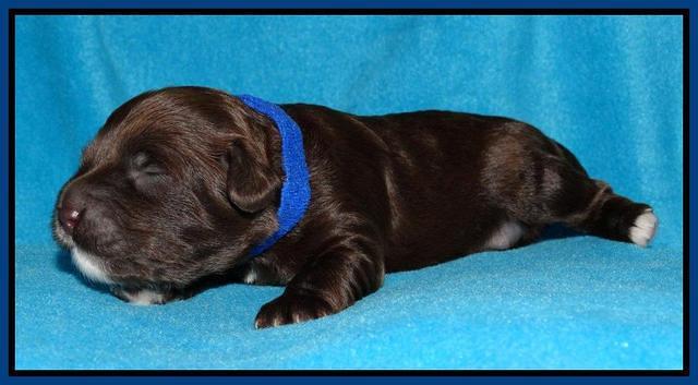 Cherie Mojo pups 1 wk old 21