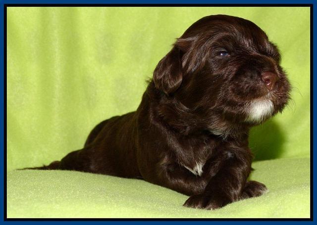 Cherie Mojo pups 2 wks old 11