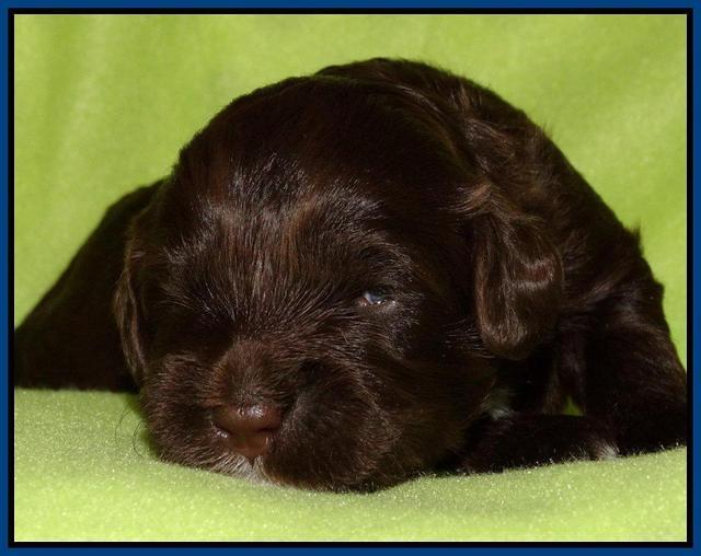 Cherie Mojo pups 2 wks old 21