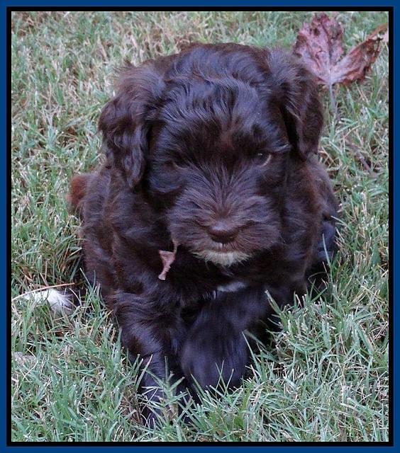 Cherie Mojo pups 5 wks old 11
