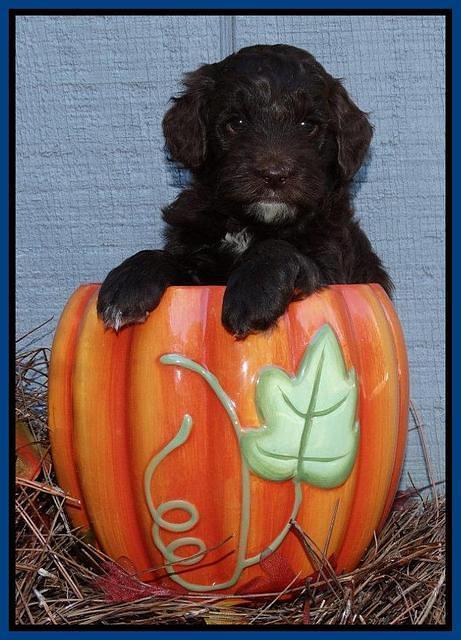 Cherie Mojo pups 5 wks old 41