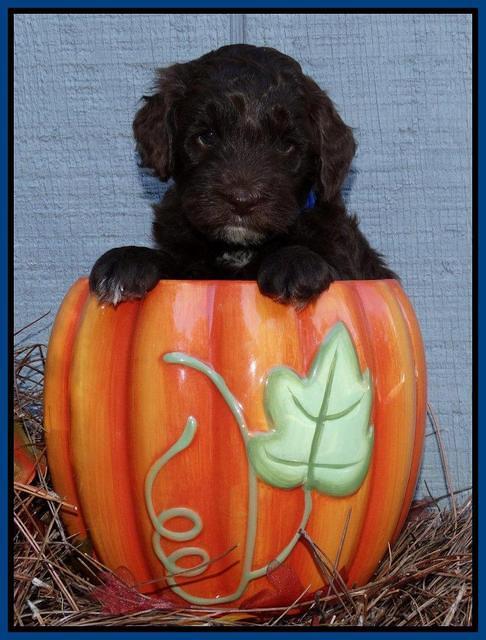Cherie Mojo pups 5 wks old 51