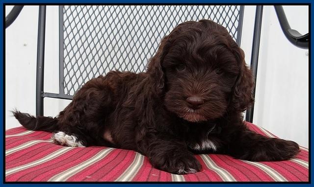 Cherie Mojo pups 7 wks old 11