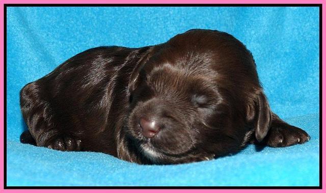 Cherie Mojo pups 1 wk old 101