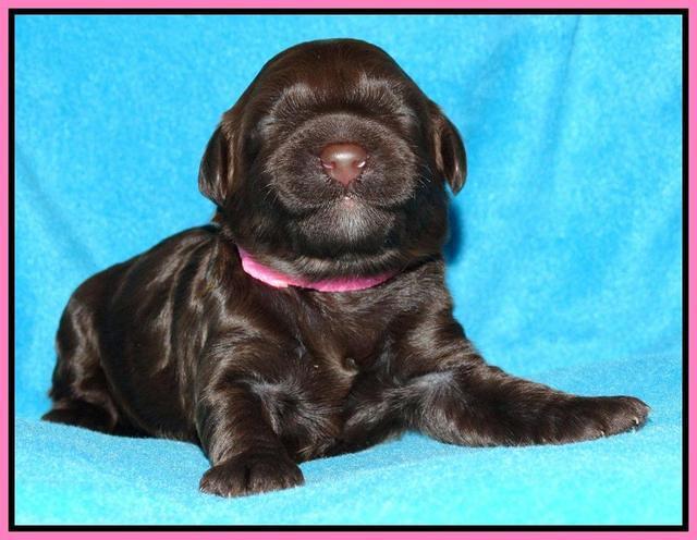 Cherie Mojo pups 1 wk old 111