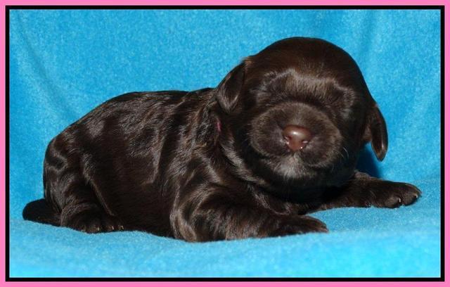 Cherie Mojo pups 1 wk old 81