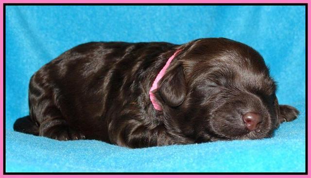 Cherie Mojo pups 1 wk old 91