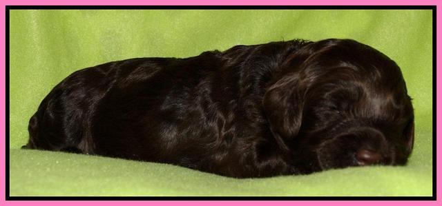 Cherie Mojo pups 2 wks old 51