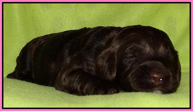 Cherie Mojo pups 2 wks old 61