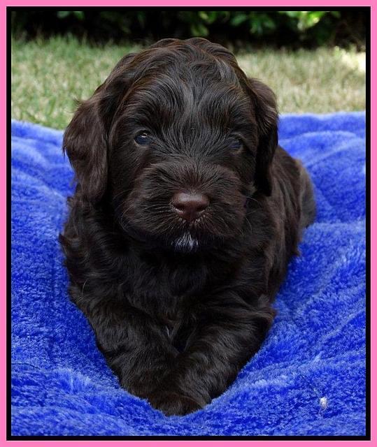 Cherie Mojo pups 4 wks old 41