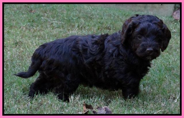 Cherie Mojo pups 5 wks old 101