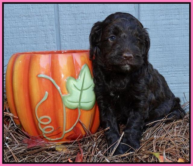 Cherie Mojo pups 5 wks old 121